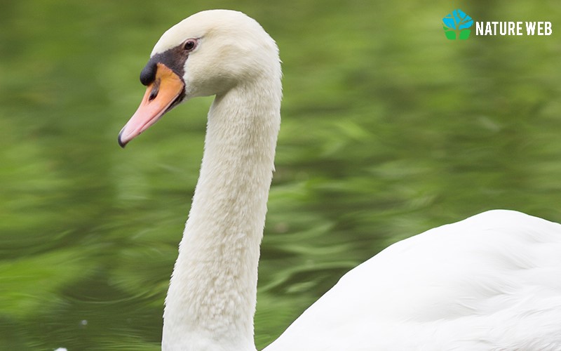 Mute Swan